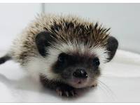 hedgehog photo