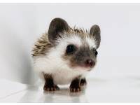 hedgehog photo