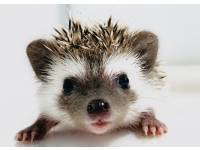 hedgehog photo