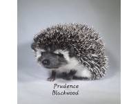 Prudence Blackwood
