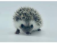 hedgehog photo