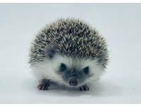 hedgehog photo