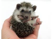 hedgehog photo