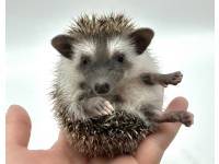 hedgehog photo