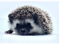 hedgehog photo