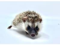 hedgehog photo