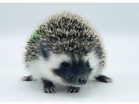 hedgehog photo