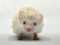 hedgehog photo