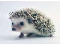 hedgehog photo