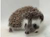 photo of hedgehog for sale