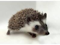 photo of hedgehog for sale
