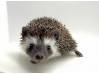 photo of hedgehog for sale