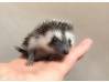 photo of hedgehog for sale