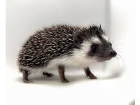 photo of hedgehog for sale