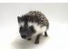 photo of hedgehog for sale