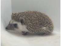 hedgehog photo