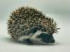 photo of hedgehog for sale