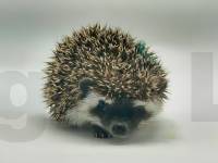 photo of hedgehog Baxton, for sale