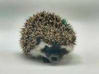hedgehog photo