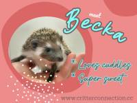 hedgehog photo