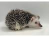 photo of hedgehog for sale