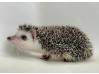 photo of hedgehog for sale