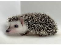 photo of hedgehog for sale