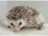 photo of hedgehog for sale