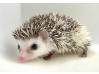 photo of hedgehog for sale