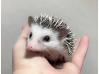 photo of hedgehog for sale