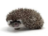 hedgehog photo