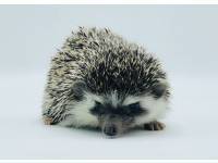 hedgehog photo