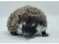 hedgehog photo