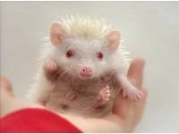 hedgehog photo