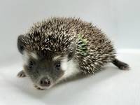 hedgehog photo