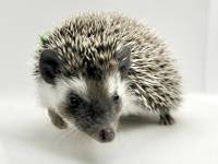 hedgehog photo