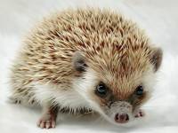 hedgehog photo