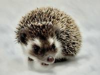 hedgehog photo