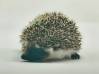 photo of hedgehog for sale