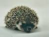 photo of hedgehog for sale