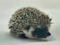 hedgehog photo