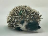 photo of hedgehog for sale