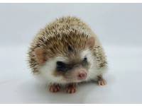 hedgehog photo