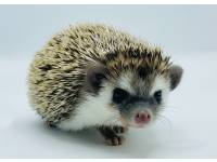 hedgehog photo