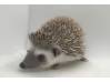 photo of hedgehog for sale