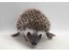 photo of hedgehog for sale