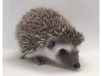photo of hedgehog for sale