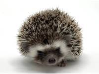 photo of hedgehog for sale