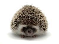 hedgehog photo