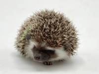 hedgehog photo